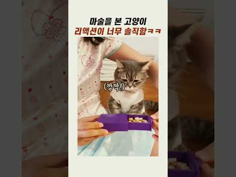 마술을 본 고양이 반응 #귀여운고양이 #<strong>냥이</strong> #반려묘