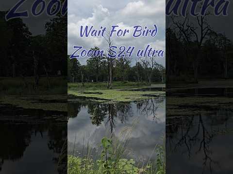 Wild Duck Zoom  From s24 ultra 🔥🦆 #wildduck #zoom #s24ultra