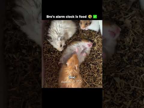 Bro's alarm clock is food 🤣✅