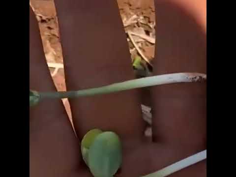 Perca por calor #goiás #rioverde #safra #lavoura #soja #plantiodesoja #plantio #plantas #safrinha