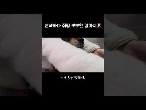 #shorts 산책하다 쥐랑 뽀뽀한 강아지 세수하고 양치시키기ㅋㅋ#멍빨