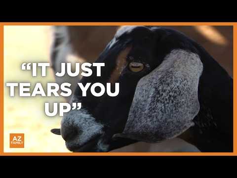 Dozens of goats killed in animal attack at Buckeye dairy farm