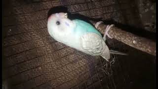 Budgie singing to mirror | Parakeet Sounds