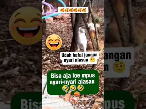 Simpus mau jailin tapi ketahuan langsung salting #kucinglucu #memes #funny #lucu