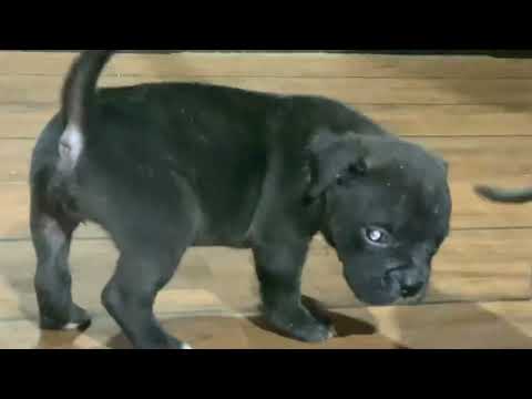 American bully micro size puppy top quality