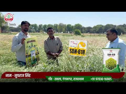 मेहनत किसान की, भरोसा Super Seeds का 618 हाइब्रिड सरसों बीज!