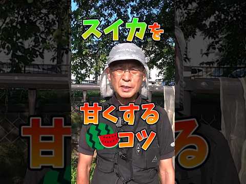 家庭菜園や農園のスイカ栽培で甘くするコツ！少し過酷な環境に置くスイカの育て方！【農家直伝】#shorts