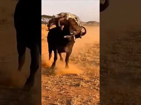 Buffalo Fights Back as Leopard Attacks in Open Savannah | Brutal Survival Moment