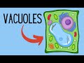 Understanding Vacuoles in Cells