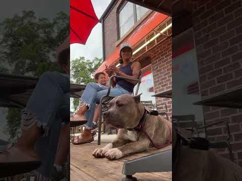 I realized how much some people miss their dog and seeing mine reminds them.