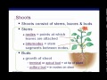 Plant Structure and Function Concepts