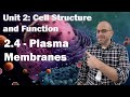 Phospholipid and Membrane Functions