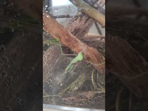 CHILLING MANTIS #mantis #gottesanbeterin #tiere #animals #insects #insekten #memes #funny #music