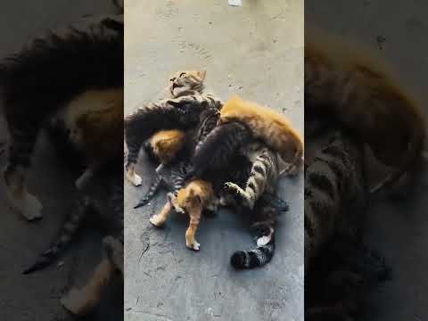 Cats mom&babies  #funny #cat #funnypets #cutespets #funnyanimals