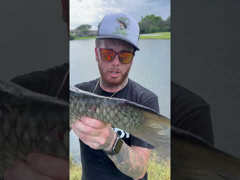 I Tried To Save This Grass Carp