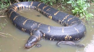 Giant Anaconda Encounter in the Rainforest
