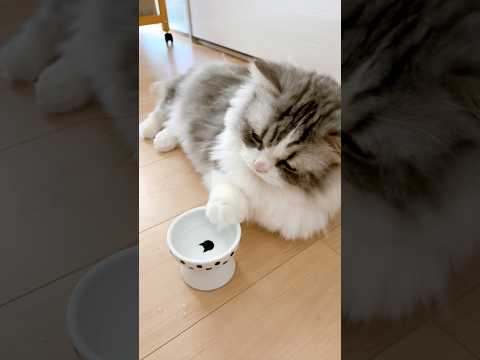 整腸剤を飲んでます。普通になめると思わなかった😂　#大吉 #短足マンチカン #猫 #マンチカン #cat