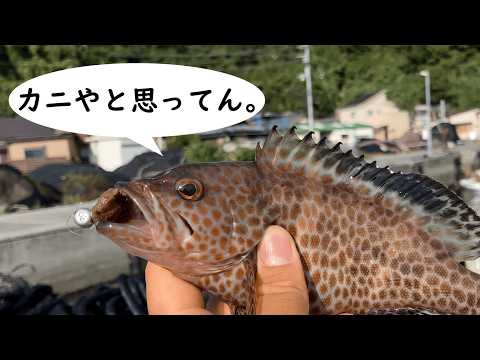 ふらっと漁港で五目釣り(後編)