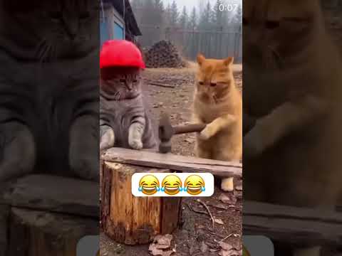 Gato Malo 😹😹😹 #fypシ #funny #humor #viral #memes