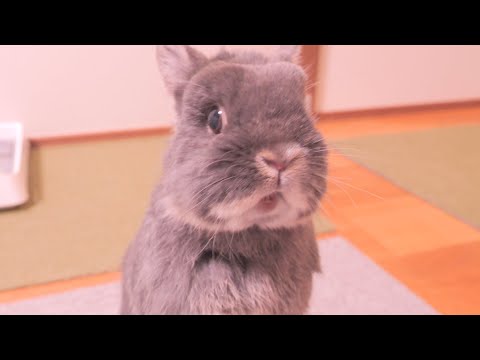 飼い主を「大きいうさぎ」と思ってるのか「うさぎ語」で必死に話しかけてくるミミが可愛かった【No.1656】