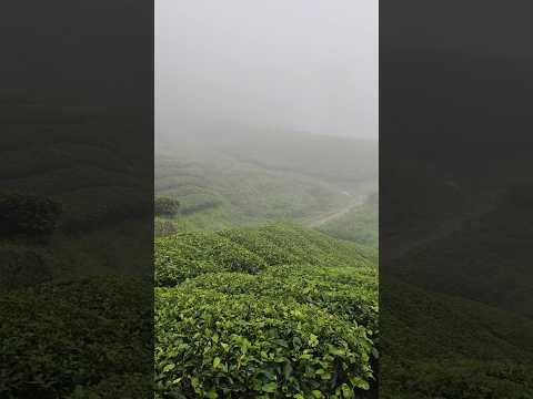 Inside the Breathtaking Kerala Tea Estates