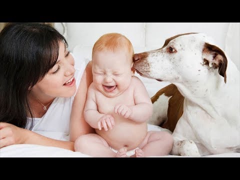 Pets meeting babies for the first time