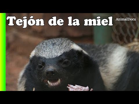 ESTE ES EL ANIMAL MÁS VALIENTE DEL MUNDO - Tejón Melero