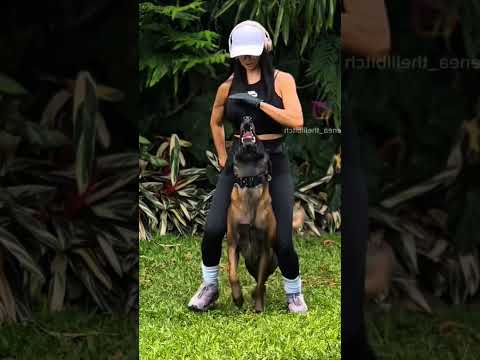 #usa🇺🇸#dogsoftiktok #malinois#k9#k9protection #k9trainer#trending #viralvideo#fyp#k9handler #newyork