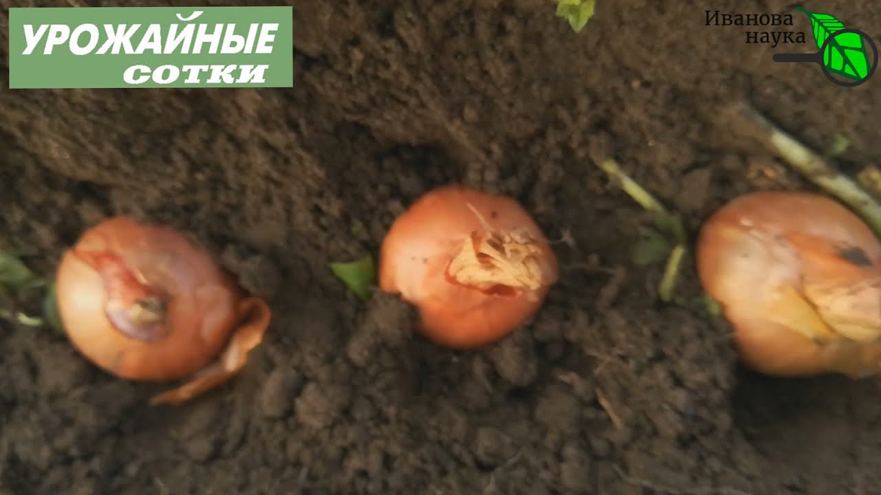 Не опоздали еще! Поздняя посадка лука и чеснока. Все секреты и особенности
