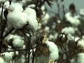 Exploring the Role of Cotton in Pre-Civil War America