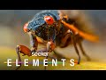 Cicada Life Cycle and Behavior