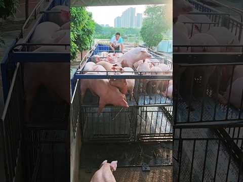 I Safely Loaded a Pig onto a Truck in JUST 10 Minutes