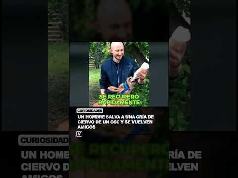 Un hombre salva a una cria de ciervo de un oso y se vuelven amigos ?♥️ #shorts