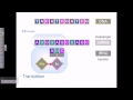 Central Dogma and Protein Synthesis