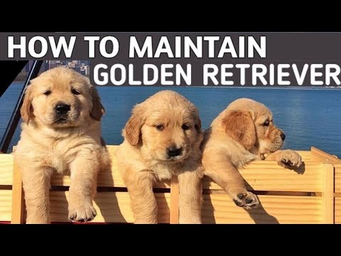 इतने खूबसूरत 😲😲 Golden Retriever dog 🦅