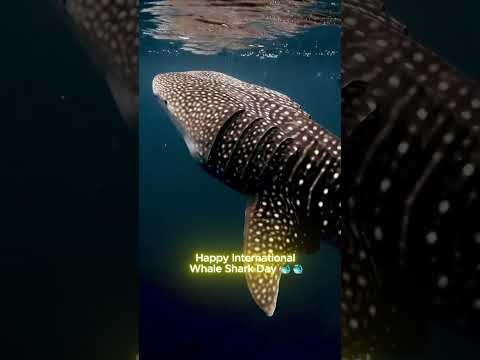 Is the #WhaleShark the largest fish in the world?🐋🐳A) Yes  B) No