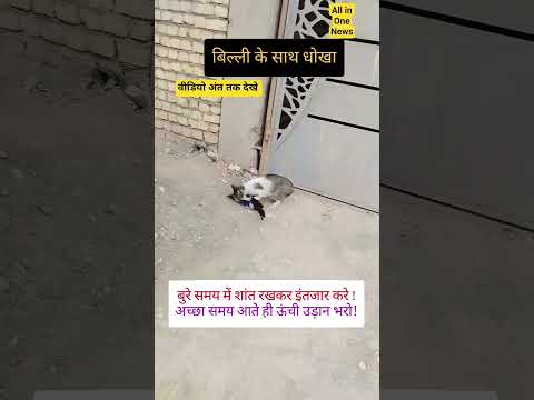 #shortvideo #news #trending #funny #cat #birds #catlovers #youtubeshorts #comedy #facts #latestnews