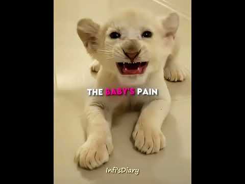 Mother Dog Raised an Albino Lion Cub 🥺❤️ #shorts