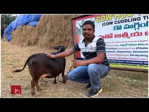 Variation between miniature & punganuru cows | Nadipathy Goshala | #miniature #punganuru #shortvideo