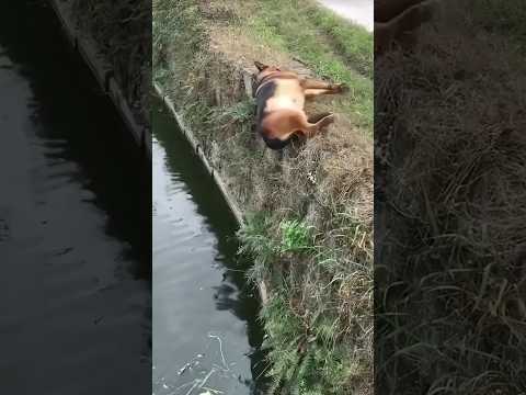 Water + dog = chaos 🤣🐶 #funny #dog #pets #animals