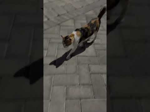 Kucing Alana Mau Nonton Sunset #shortsvideo #shorts #youtubeshorts #shortvideo #short #cat #kitten