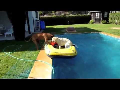 Water dogs - Leão e Tica