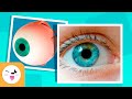 Eye Anatomy and Function Assessment