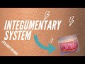 Exploring the Integumentary System for Kids