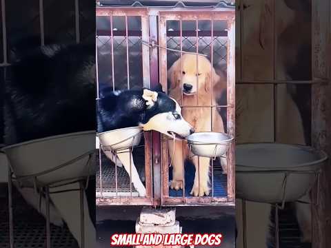 Small and large dogs