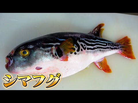 【天ぷら・テッサ・フグ汁】シマフグを使って豪華3点定食を作ったよ！