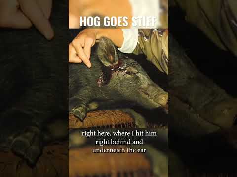 Hog Shot in the Head and Goes STIFF AS A BOARD
