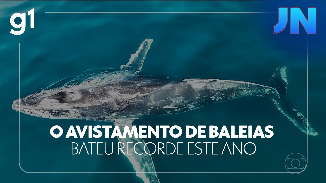 O avistamento de baleias bateu recorde este ano no litoral norte de SP