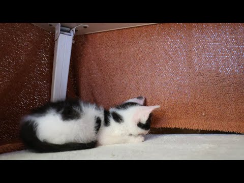 猫の動画サムネイル - 遊ぶ子猫　250625