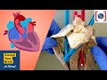 Heart Anatomy and Physiology